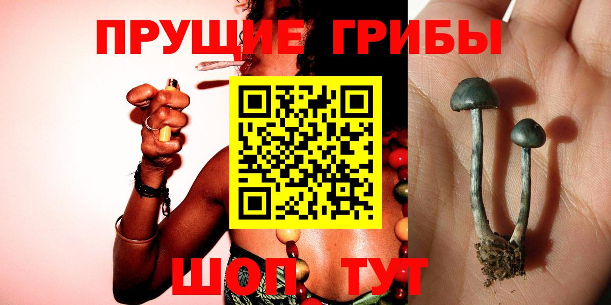 Галлюциногенные грибы Psilocybine cubensis Каспийск